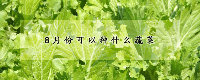 8月份可以種什么蔬菜