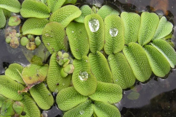 十種浮水植物 浮水植物有哪些