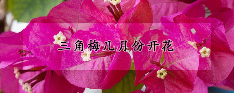 三角梅幾月份開花