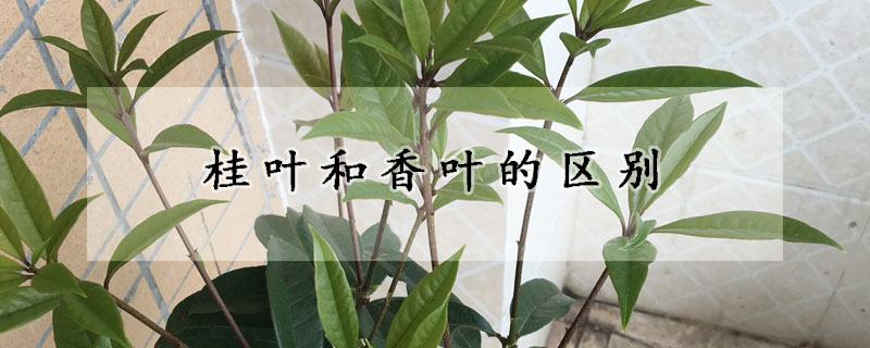 桂葉和香葉的區(qū)別