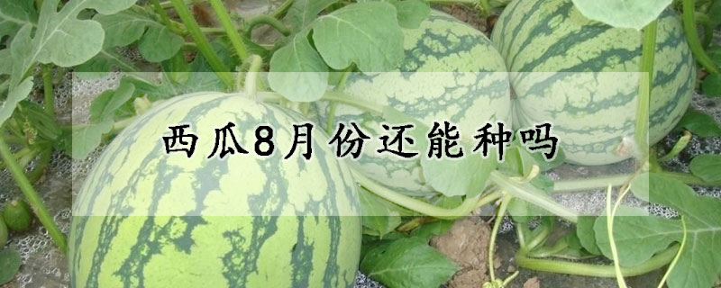 西瓜8月份還能種嗎