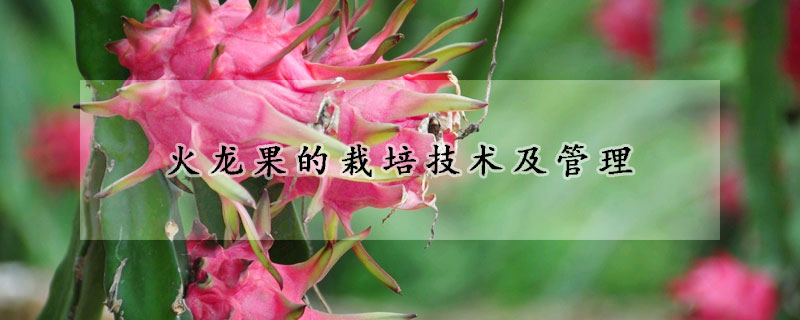 火龍果的栽培技術(shù)及管理