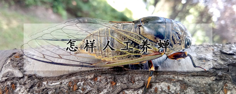 怎樣人工養(yǎng)蟬