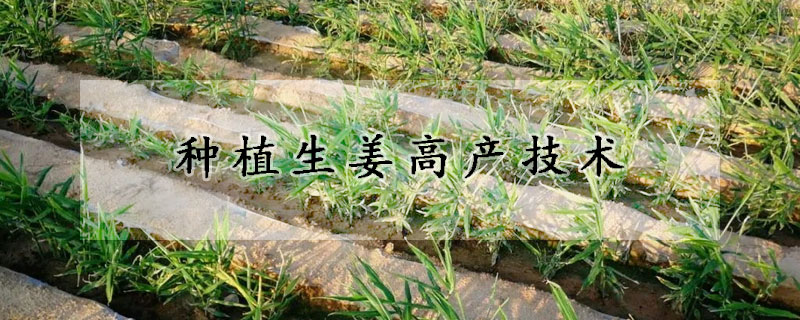 種植生姜高產(chǎn)技術(shù)