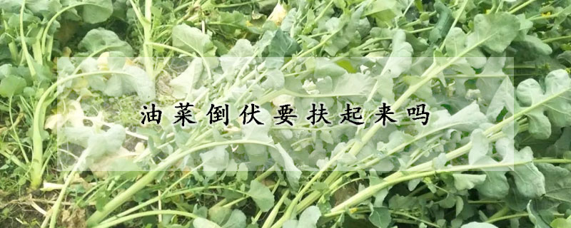 油菜倒伏要扶起來嗎