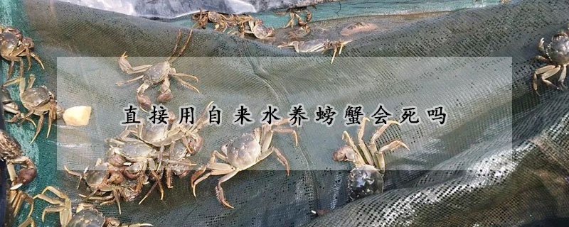 直接用自來(lái)水養(yǎng)螃蟹會(huì)死嗎