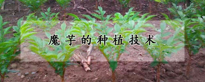 魔芋的種植技術