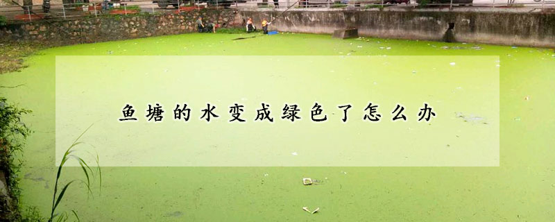 魚塘的水變成綠色了怎么辦