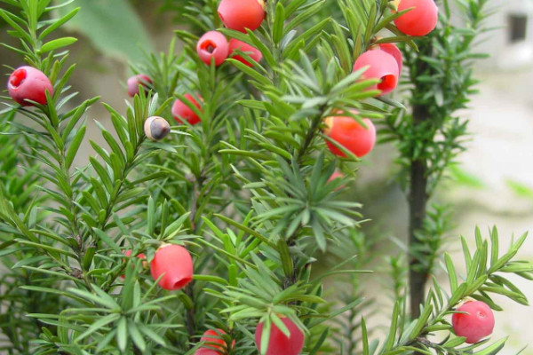 紅豆杉放家里風水好嗎 紅豆杉擺放在哪里