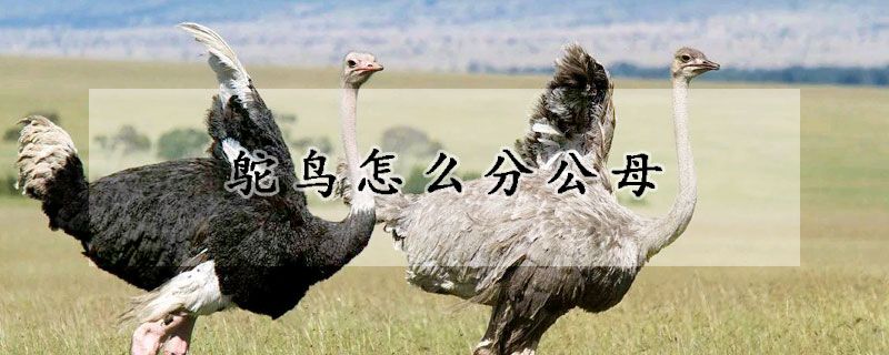 鴕鳥怎么分公母