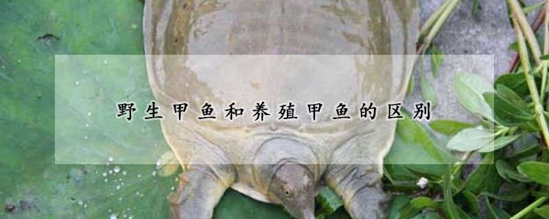 野生甲魚(yú)和養(yǎng)殖甲魚(yú)的區(qū)別