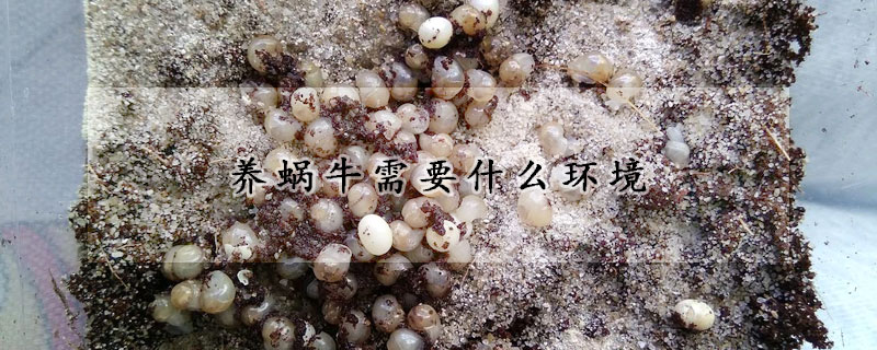 養蝸牛需要什么環境