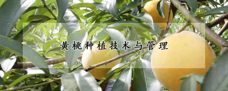 黃桃種植技術與管理