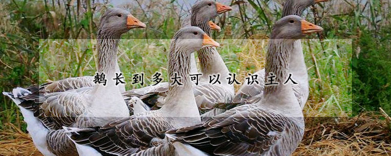 鵝長到多大可以認(rèn)識主人