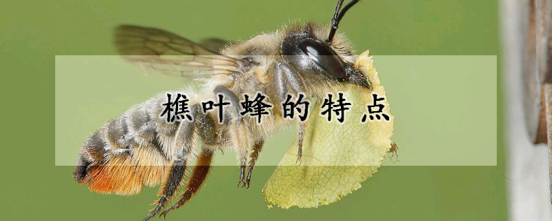 樵葉蜂的特點(diǎn)