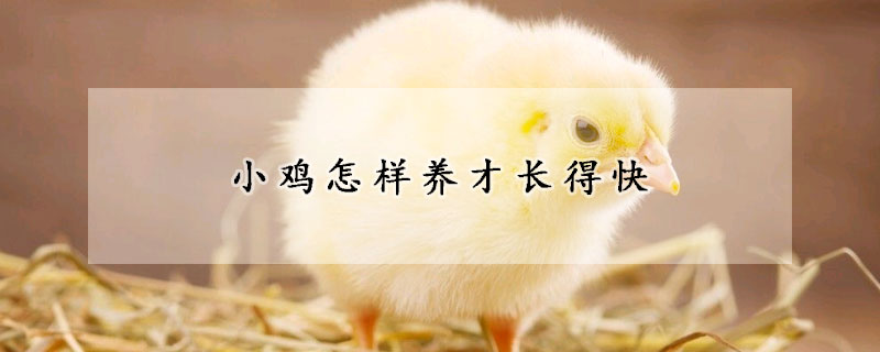 小雞怎樣養(yǎng)才長(zhǎng)得快