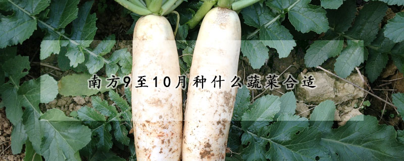 南方9至10月種什么蔬菜合適