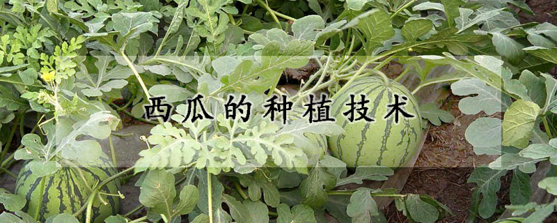 西瓜的種植技術(shù)