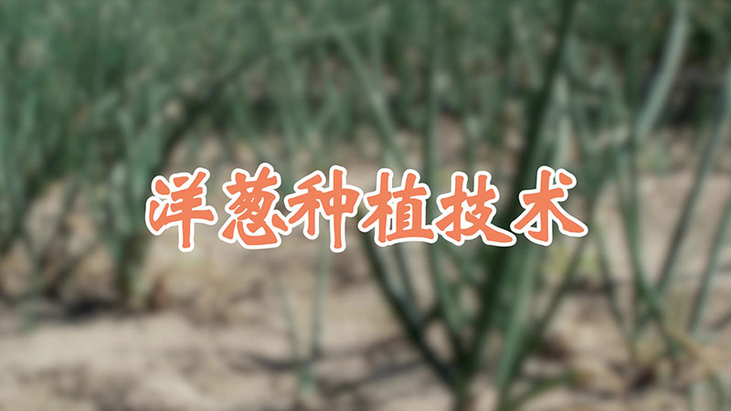 洋蔥種植技術(shù)視頻教程