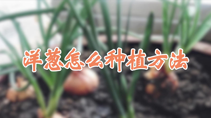 洋蔥怎么種植方法視頻