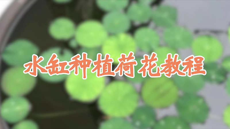 水缸種植荷花教程