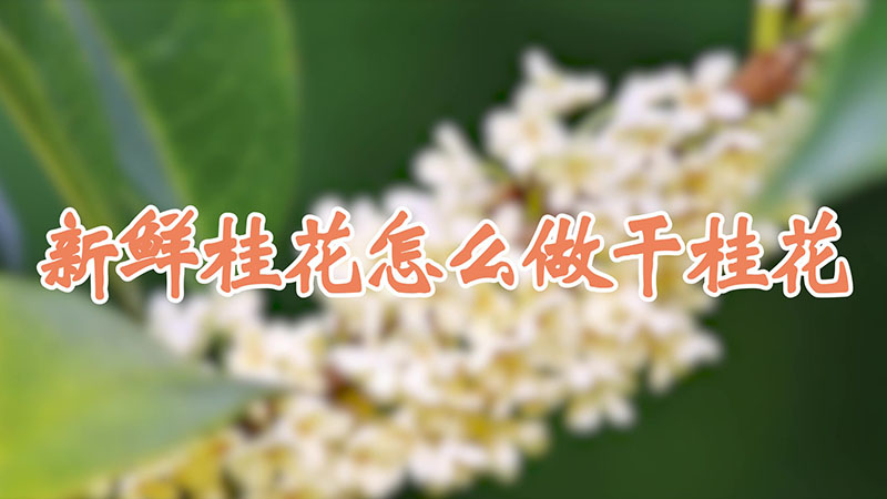 新鮮桂花怎么做干桂花