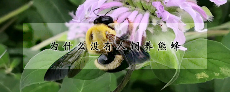 為什么沒(méi)有人飼養(yǎng)熊蜂