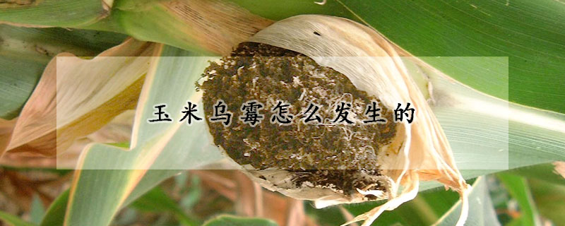 玉米烏霉怎么發(fā)生的