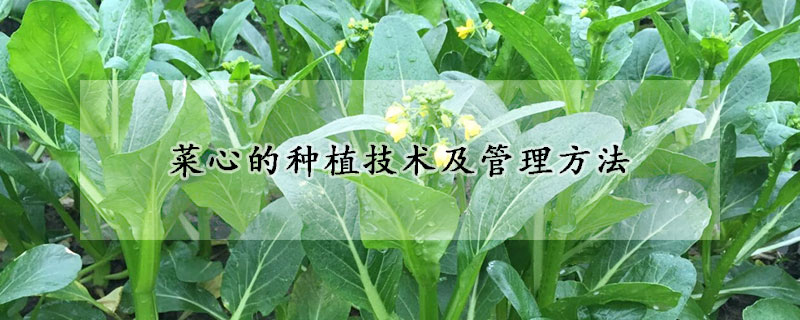 菜心的種植技術及管理方法