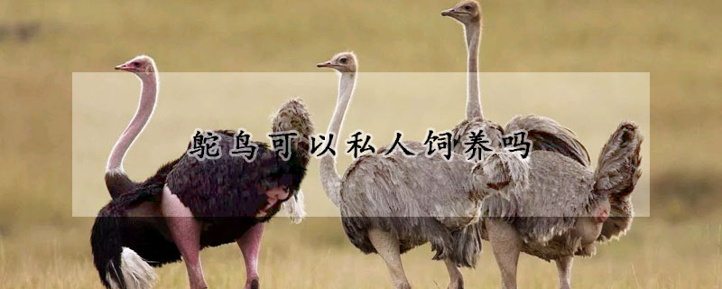 鴕鳥可以私人飼養(yǎng)嗎