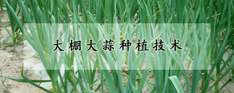 大棚大蒜種植技術(shù)