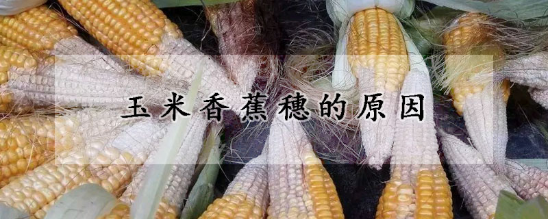 玉米香蕉穗的原因