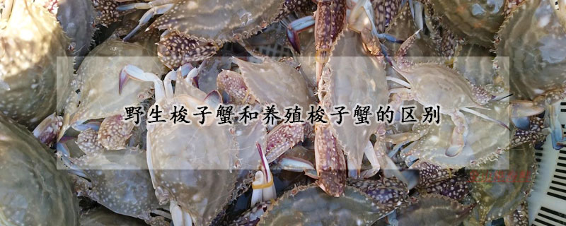 野生梭子蟹和養(yǎng)殖梭子蟹的區(qū)別