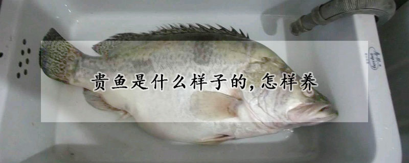 貴魚是什么樣子的,怎樣養(yǎng)