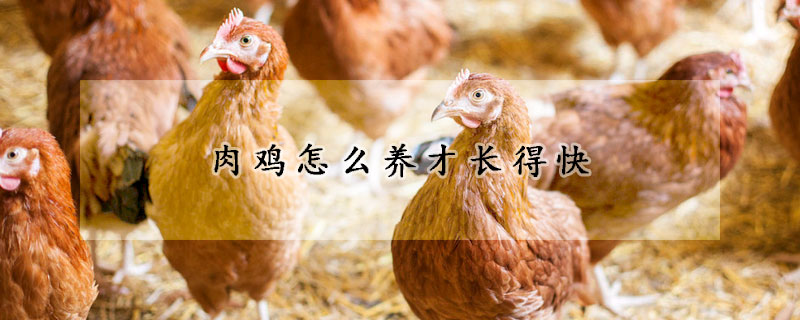 肉雞怎么養(yǎng)才長(zhǎng)得快