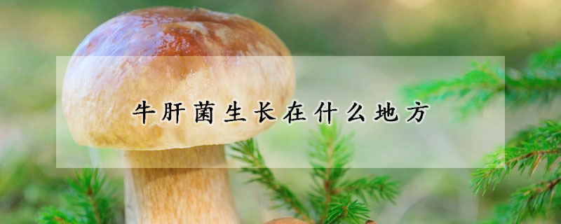 牛肝菌生長(zhǎng)在什么地方