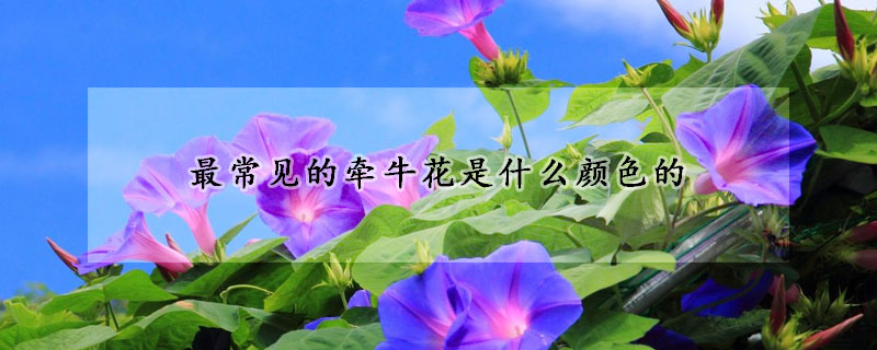 最常見的牽牛花是什么顏色的