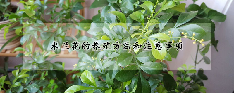 米蘭花的養(yǎng)殖方法和注意事項