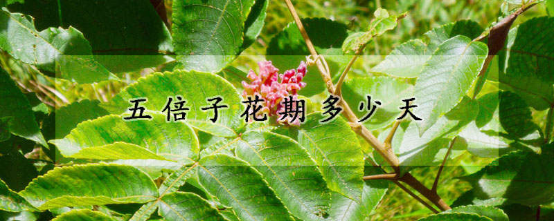 五倍子花期多少天