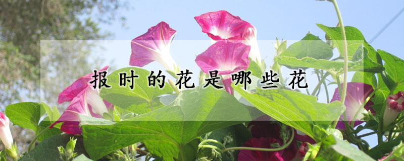 報(bào)時(shí)的花是哪些花