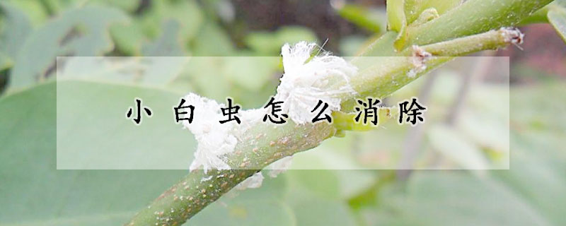 小白蟲怎么消除