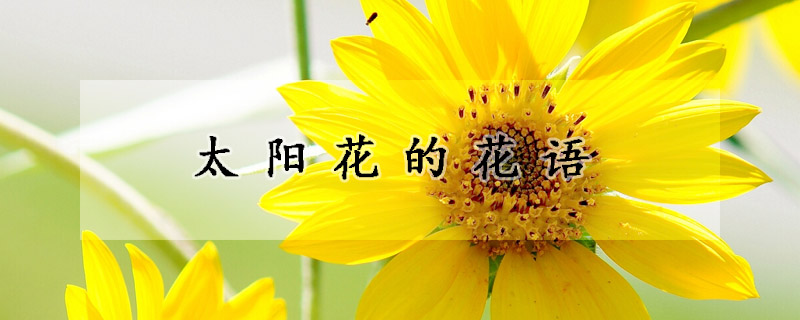 太陽花的花語