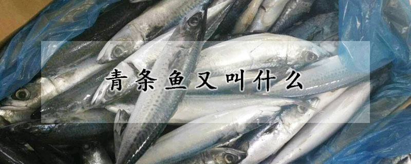 青條魚又叫什么