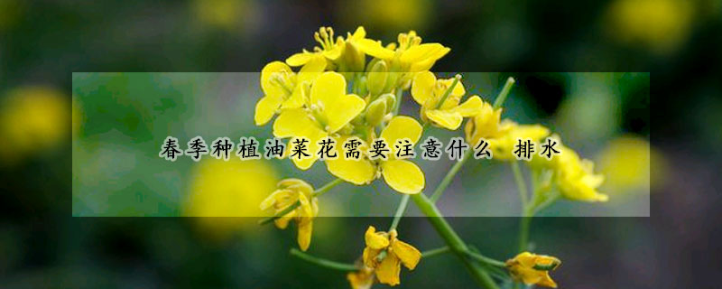 春季種植油菜花需要注意什么 排水