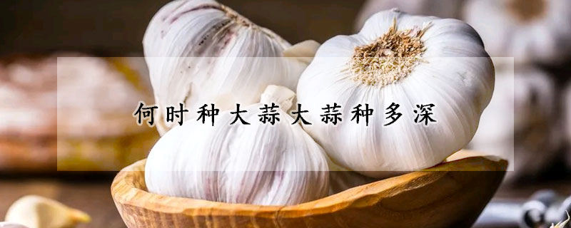 何時(shí)種大蒜大蒜種多深