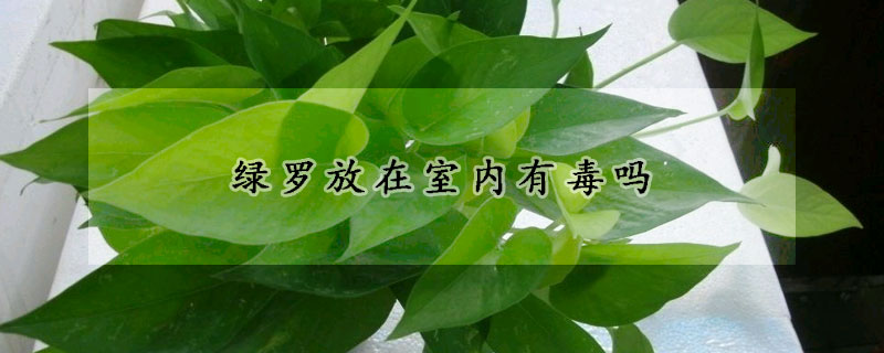 綠羅放在室內有毒嗎