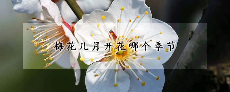 梅花幾月開花哪個季節(jié)