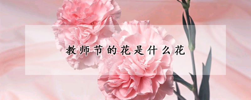 教師節(jié)的花是什么花