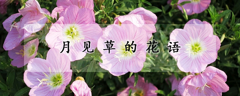 月見草的花語