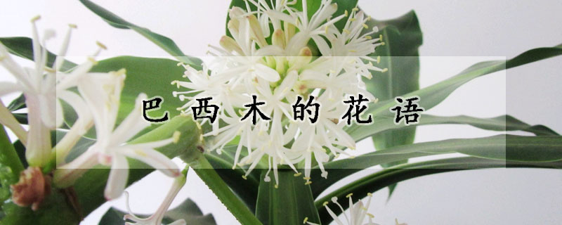 巴西木的花語